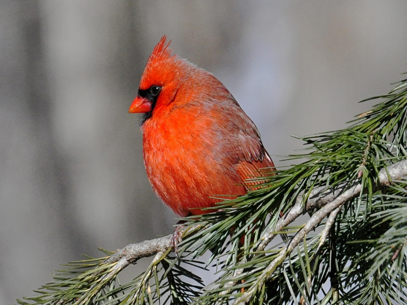 Temporary text to remove W3C errors.