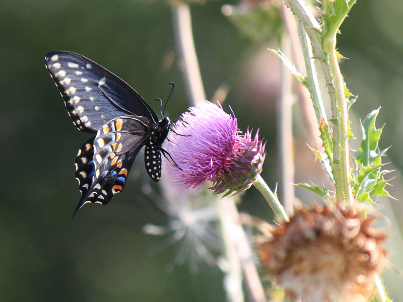 Temporary text to remove W3C errors.