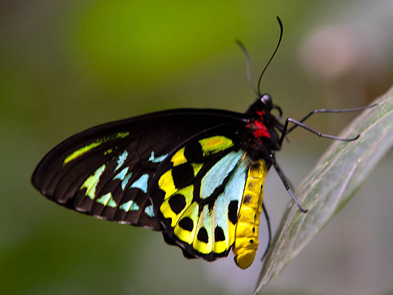 Temporary text to remove W3C errors.